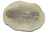 Fossil Fern (Pecopteris) Nodule Pos/Neg - Mazon Creek #325814-1